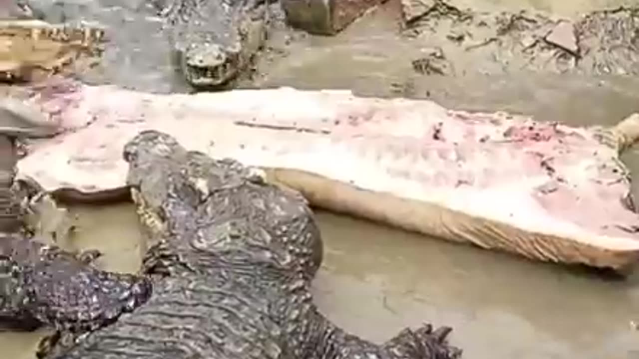crocodile eating pork #shorts