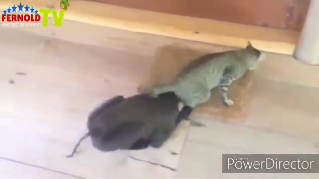 Monkey vs Cat battle