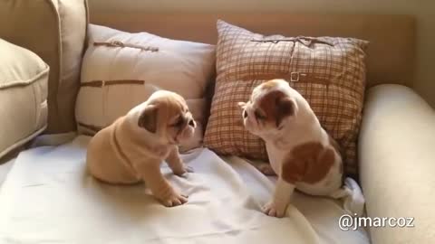 English Bulldog puppies adorably play together