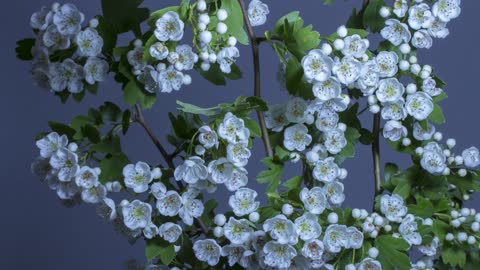 FLOWERING TIME