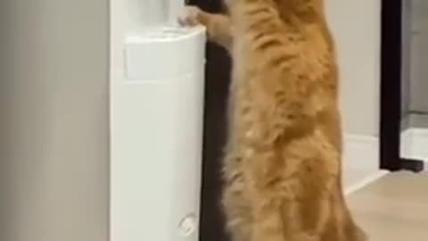 Intelligent cat