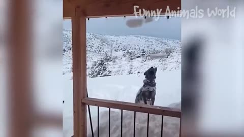 Funny Dogs And Cats Videos 2023 😅👌 - Best Animal Videos Of The Month 😁 #3