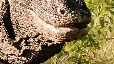 Dont Miss this information about Beatiful animals On Earth trending video