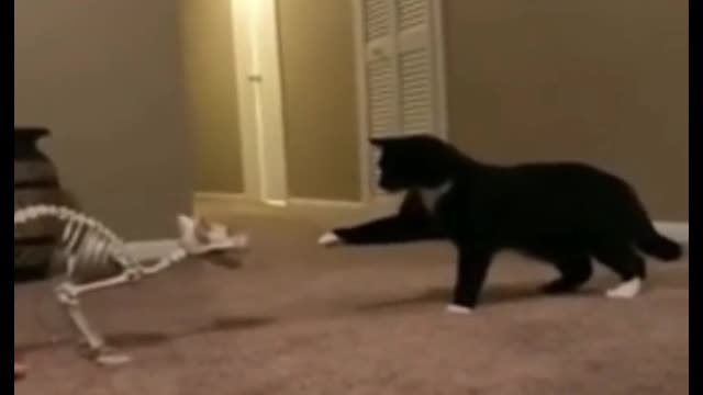 Why did it jump into the trash?