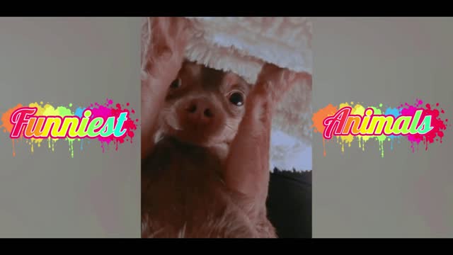Animals That Will Make You Laugh Hardest