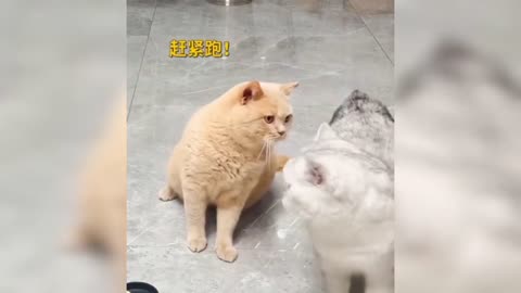 Cat funny in house | Animal videos