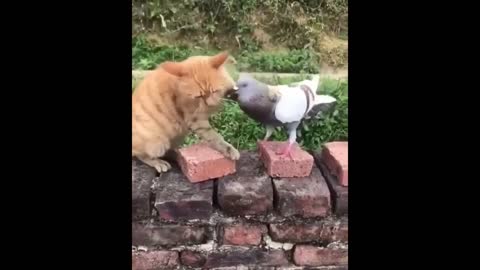 Cute baby animals and pets