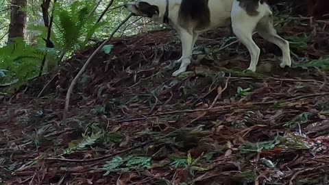 Reality of filming mountain biking with our dogs River and Kona