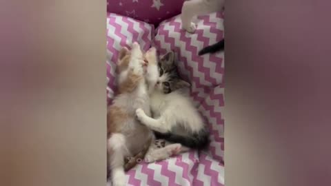 16 minutes of adorable cats and kittens videos to keep you smiling