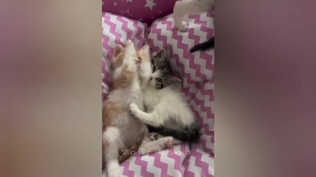 16 minutes of adorable cats and kittens videos to keep you smiling