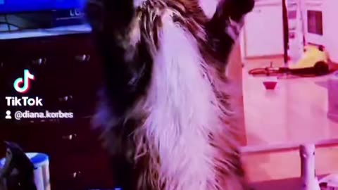 Just my cat