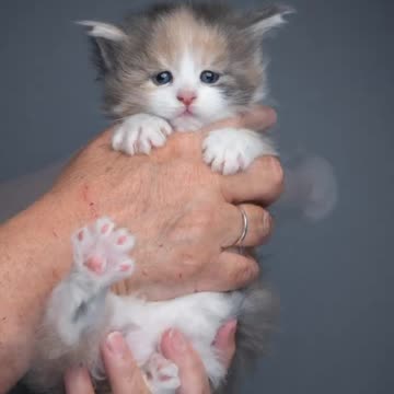 Maine Coon kitten growing up
