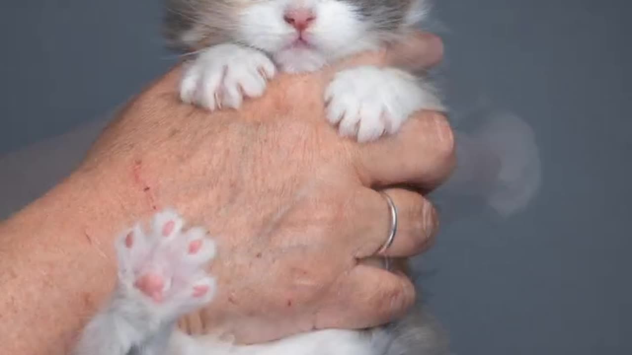 Maine Coon kitten growing up