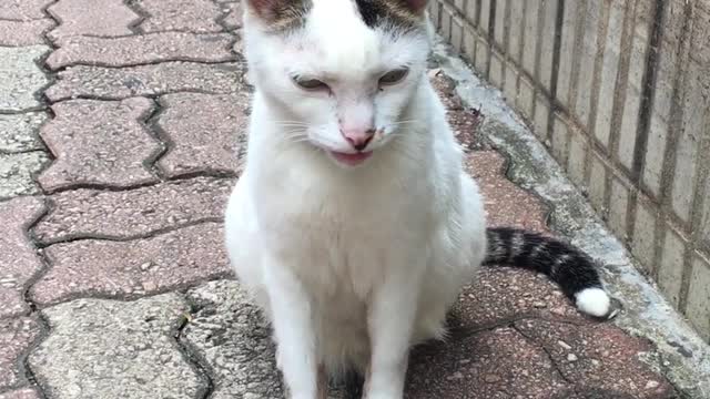 backyard cat, looking for her playmate, but he disappeared