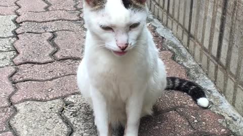 backyard cat, looking for her playmate, but he disappeared