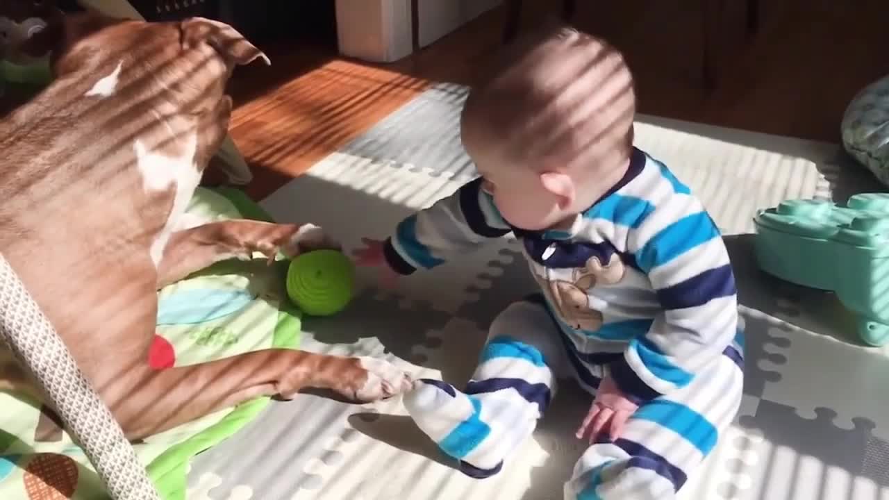 Dog Protects Ball