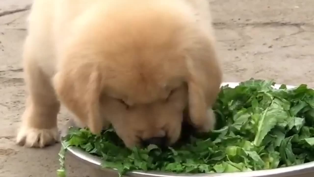 My dog Golden retriever eats vegetableš„¬