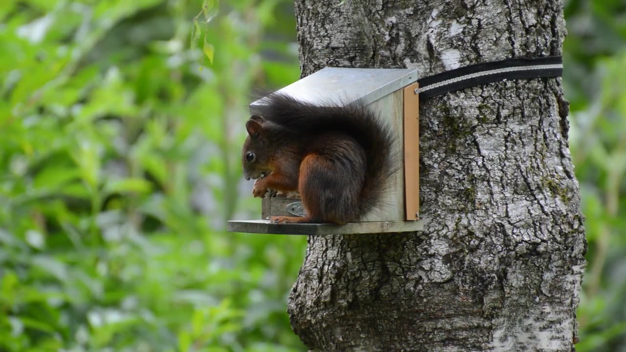 Squirrel Fun