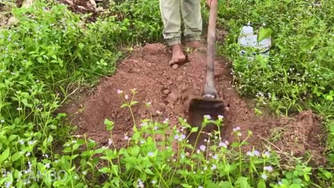 New technique: grafting bananas in cucumbers to produce more fruit / Grafting