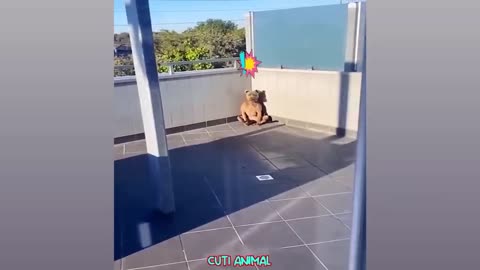 Funny Dog And Cat 😍🐶😻 #Funniest Animals