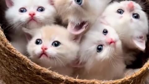 Funny bébé cats