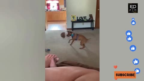 Funny Animal Video 2023