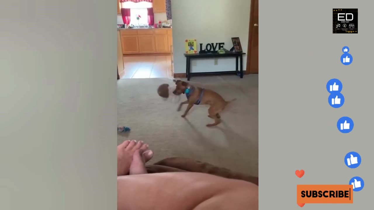 Funny Animal Video 2023