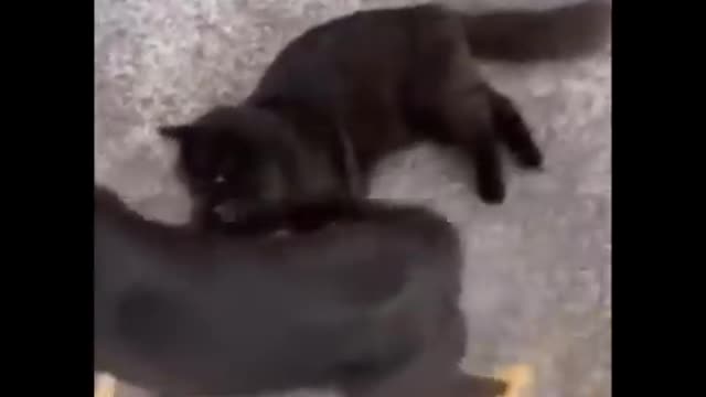 Funniest cat😸 don't try to hold back laughter😂- Funny cats life