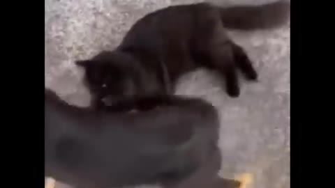 Funniest cat😸 don't try to hold back laughter😂- Funny cats life