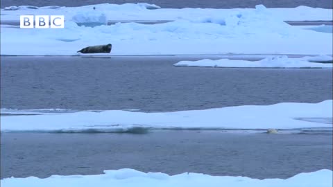 NINJA POLAR BEAR Vs SEAL!