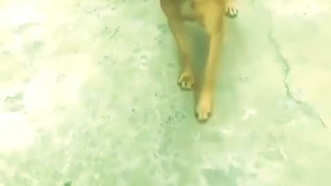 animal to @animal