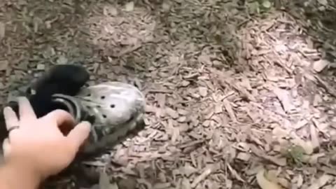 Hikers worst nightmare😱