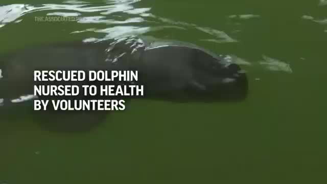 Rescued baby dolphin nursed to health_Cut