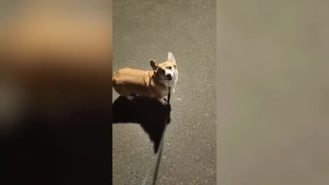 Funny Animal Videos 2023