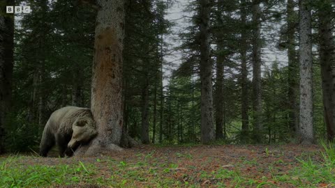 Bears Dancing in the Forest | 4K UHD | Planet Earth II | BBC Earth