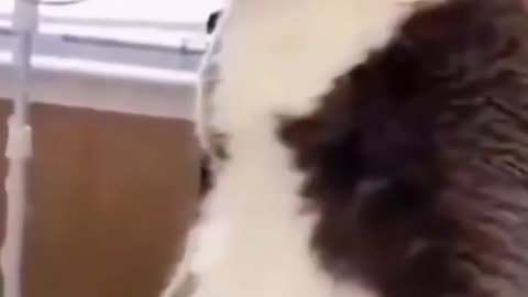 Ninja cat VS normal cat