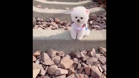 Cat & Dog Funny Video-1