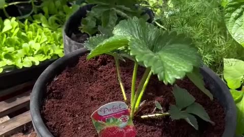 Watering hacks