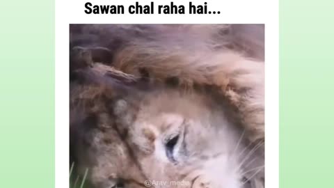 Lion eat Grass