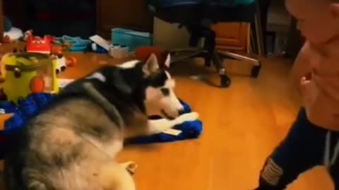 Funny Animals Videos