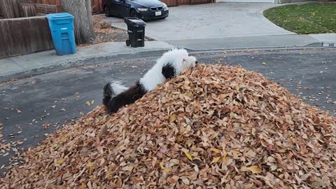 George in the leaves 02