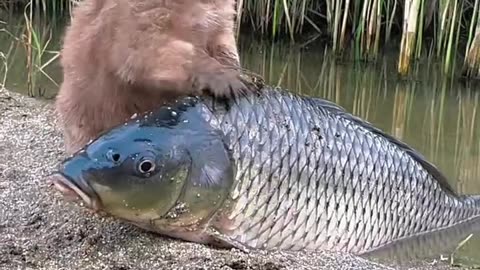 The puppy is playing with the fish.