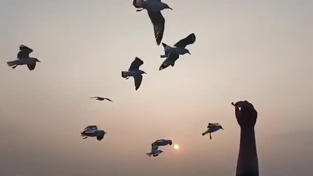 Seagulls of St.Martin Island