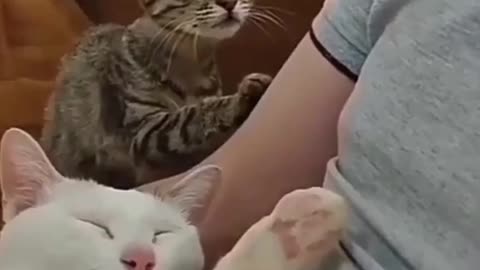 Cute cate