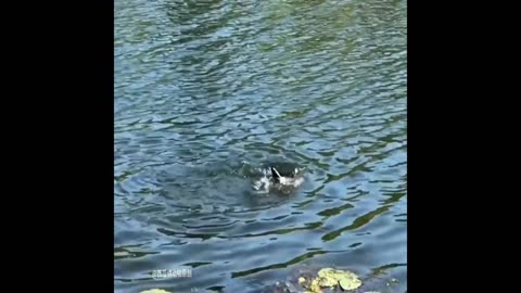 "Attack on Wild Ducks: Unraveling the Mystery"