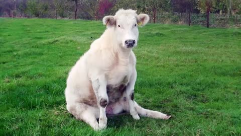 Funniest animal video ever