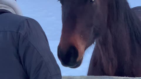 Freedom The Funny Horse