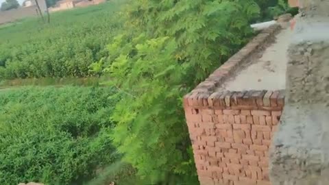 Best dog video