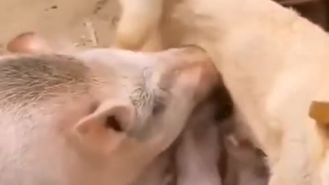 Why the pig drinking dog's milk