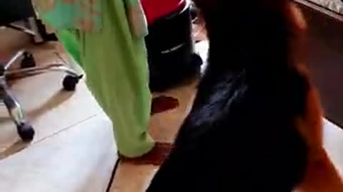 Troy _the great clown 🤡 _ German shepherd boy's funny video 🤣🤣